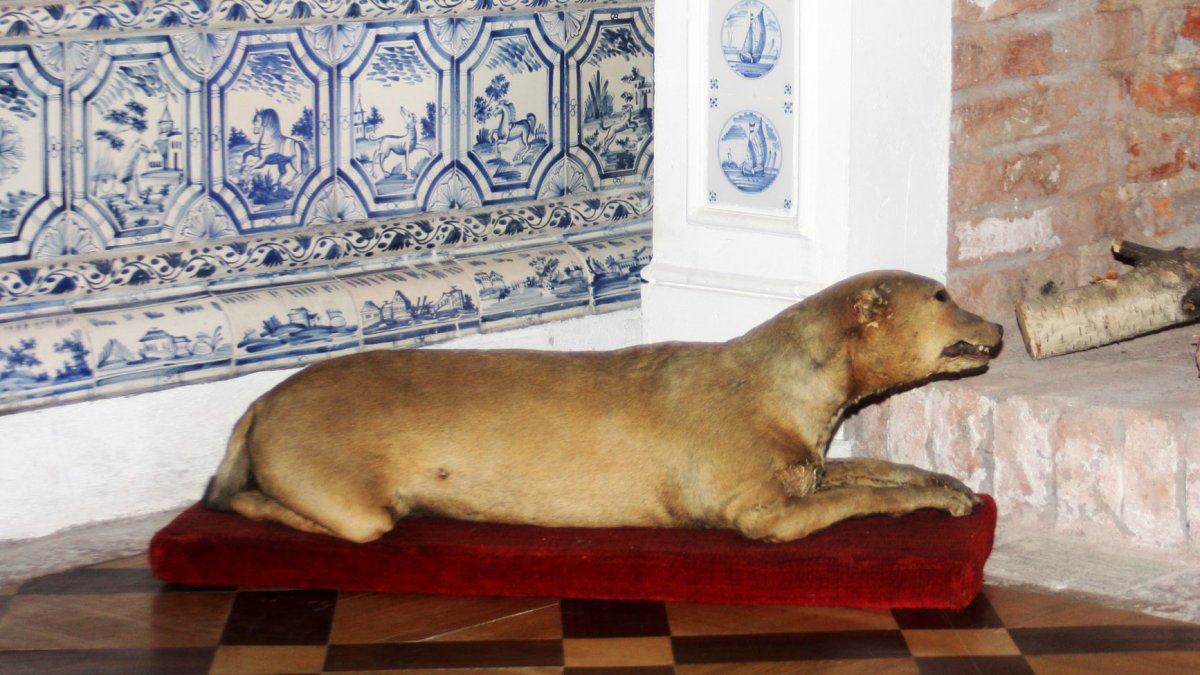 Боксер с боку собака