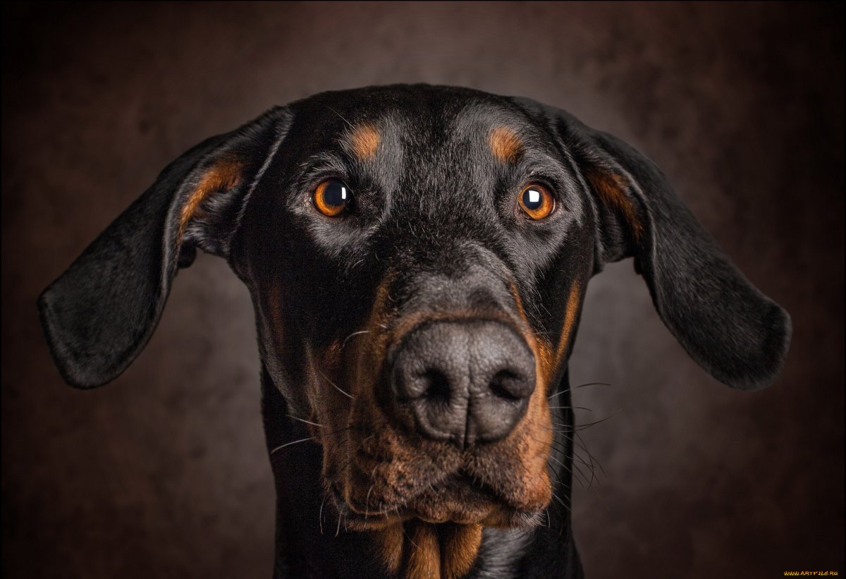 Собака Доберман