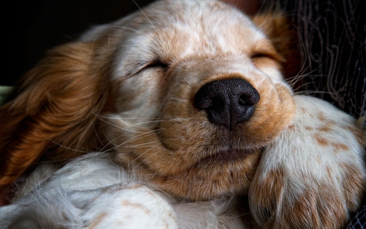 Сонная собака