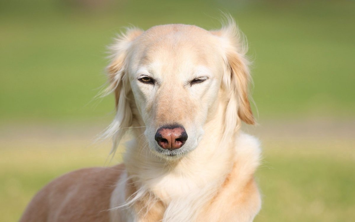 Салюки голова