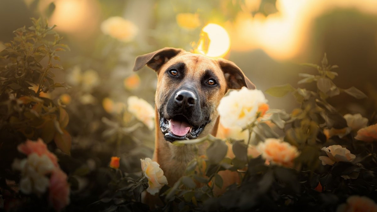 Собаки взгляд цветы природа