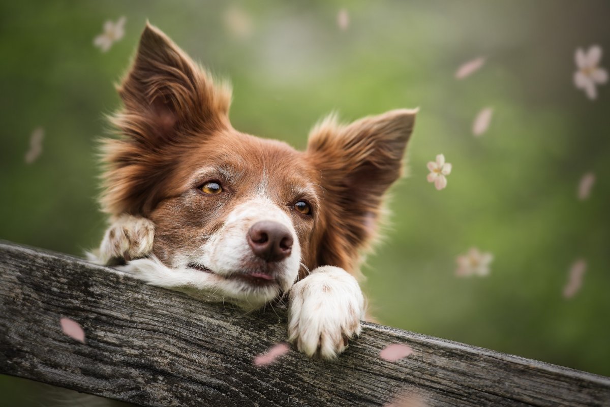 Голова собаки
