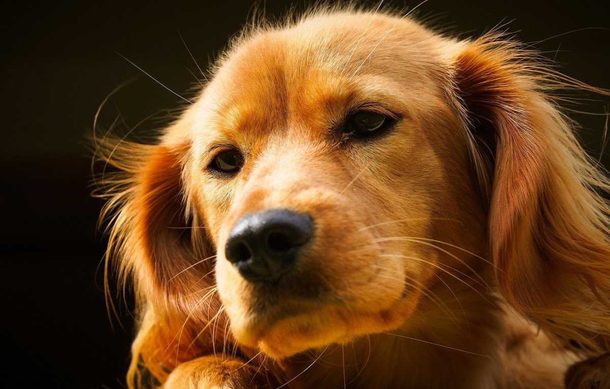 Морда собаки