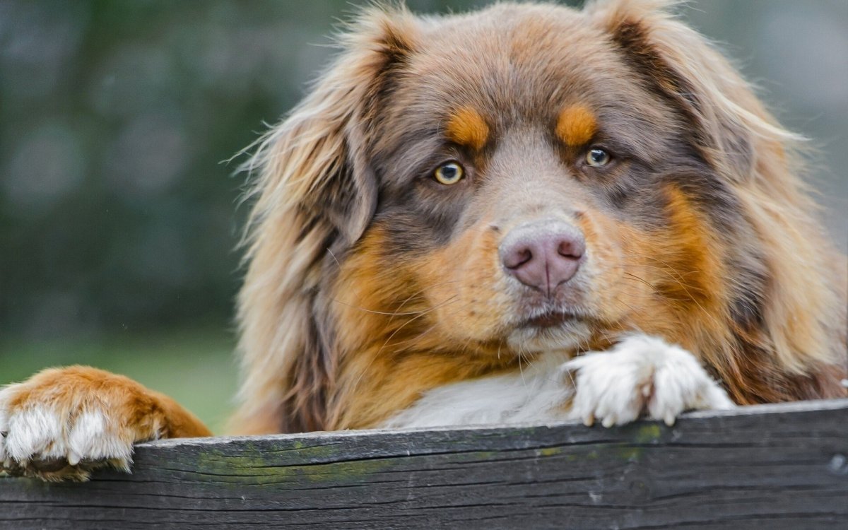 Сенбернар и австралийская овчарка