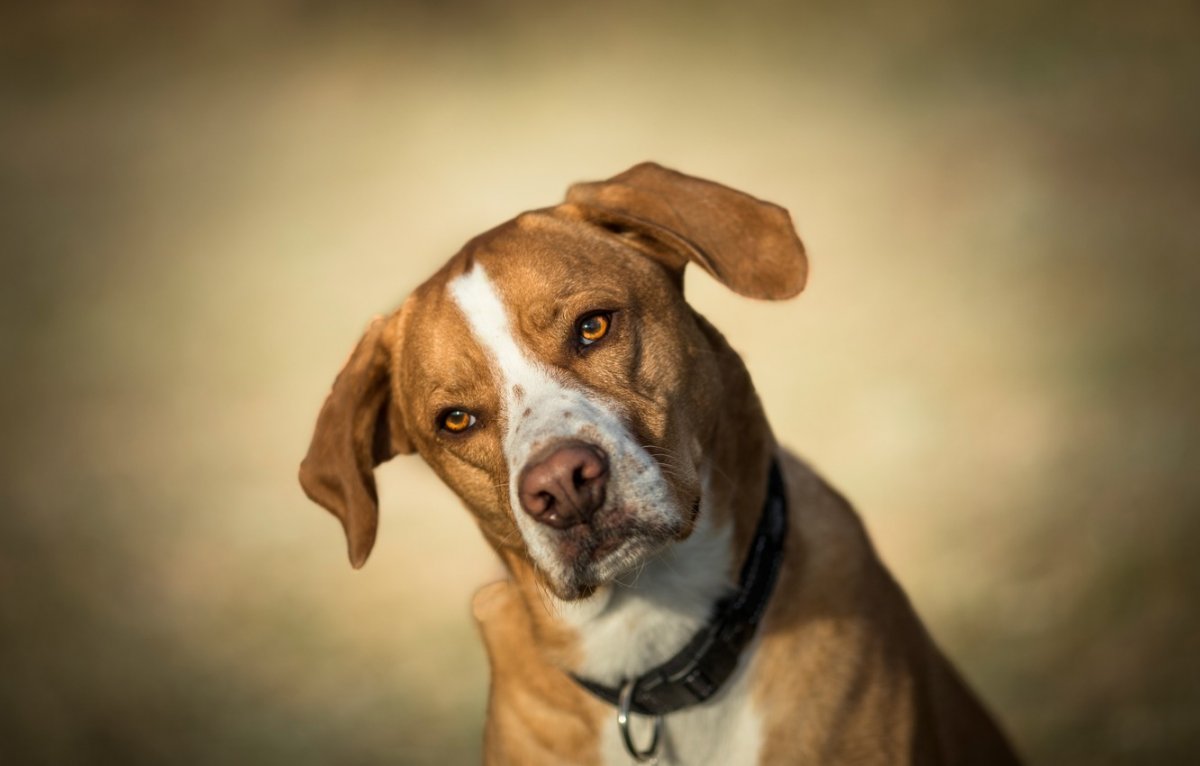 Обои на рабочий стол такса