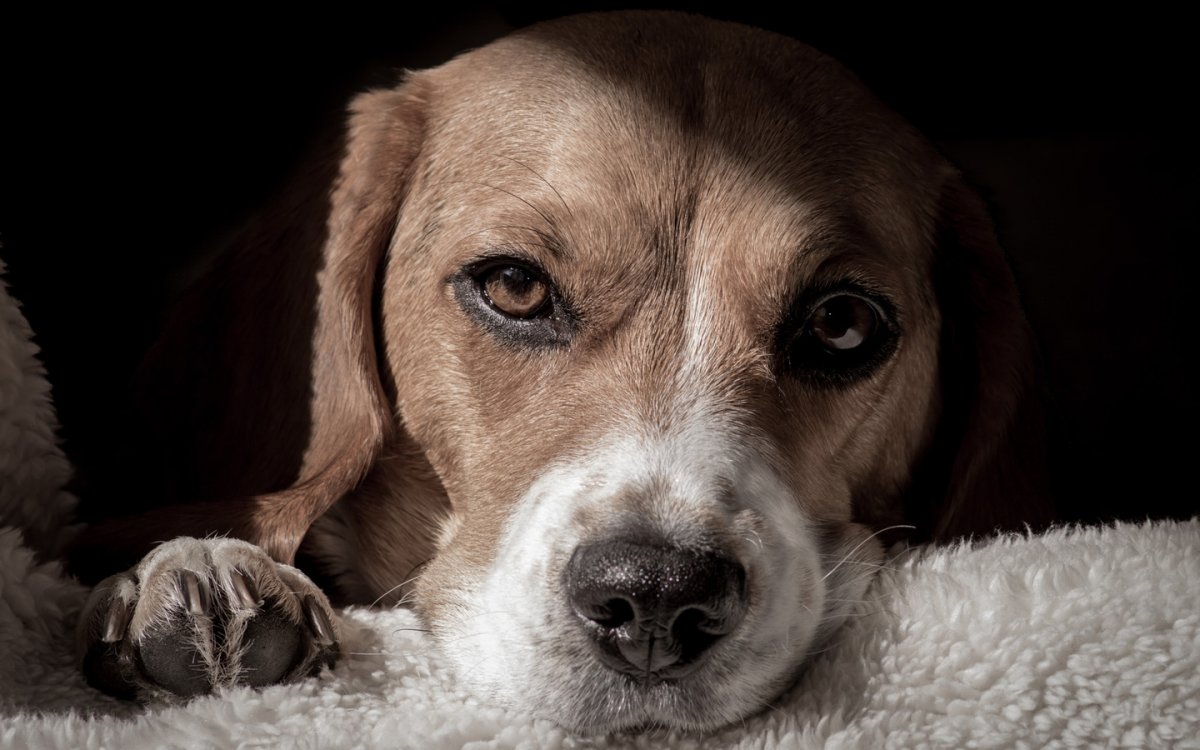 Бигль собака