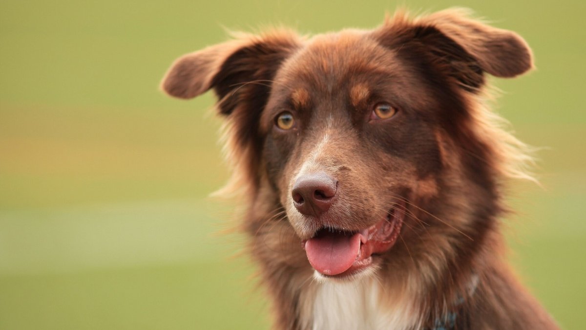 Австралийская овчарка аусси коричневая