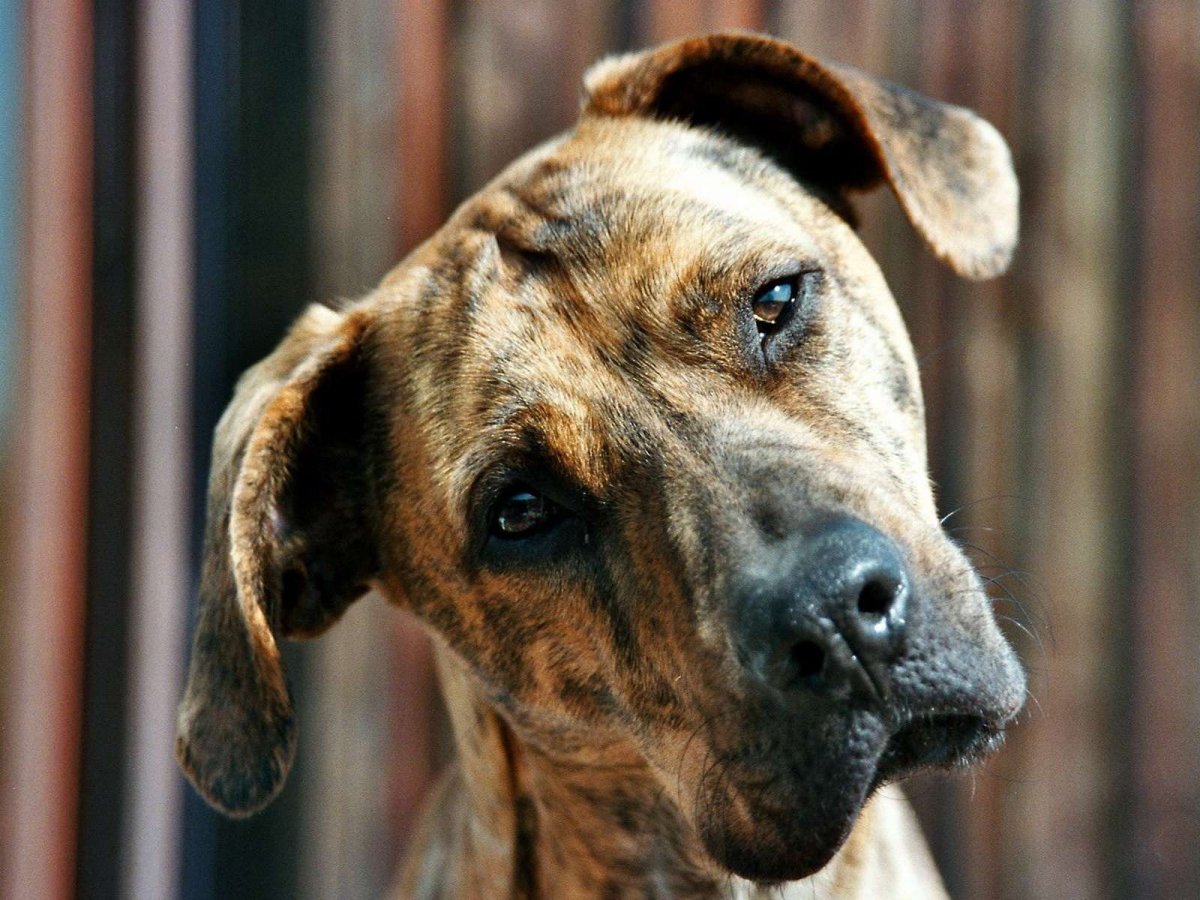 Удивленная морда собаки