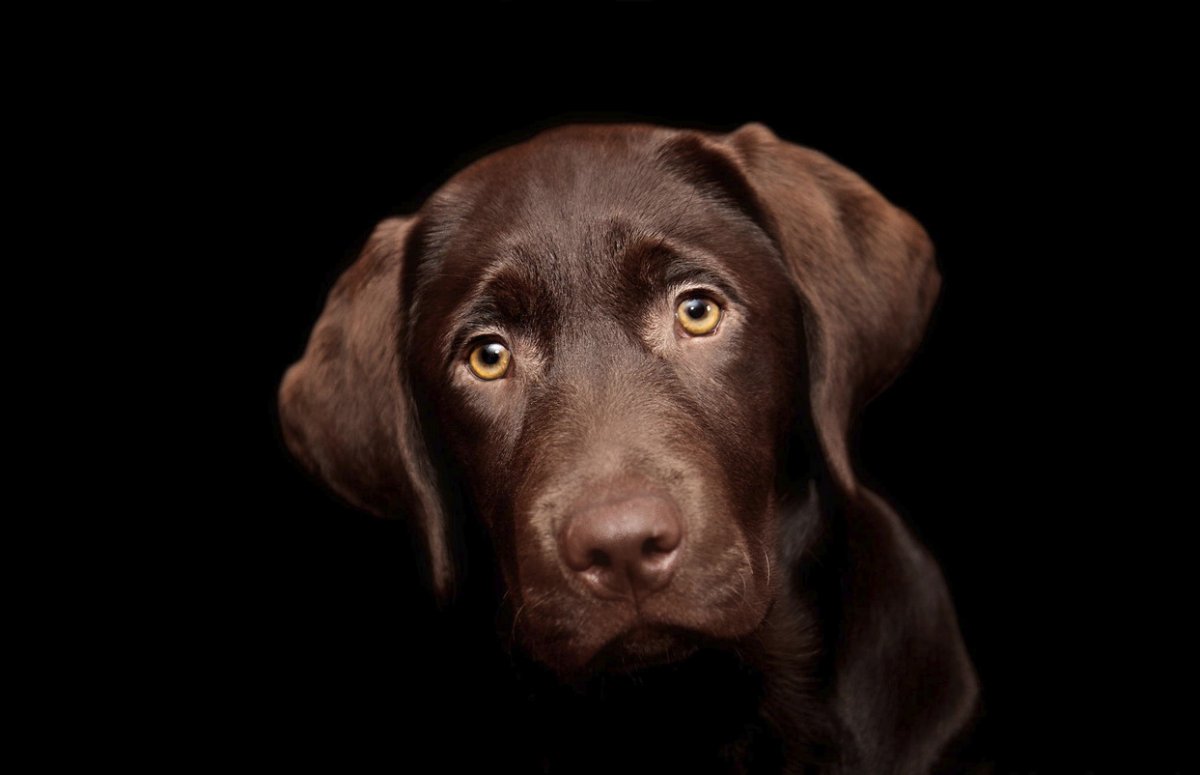 Собака фотопортрет коричневый