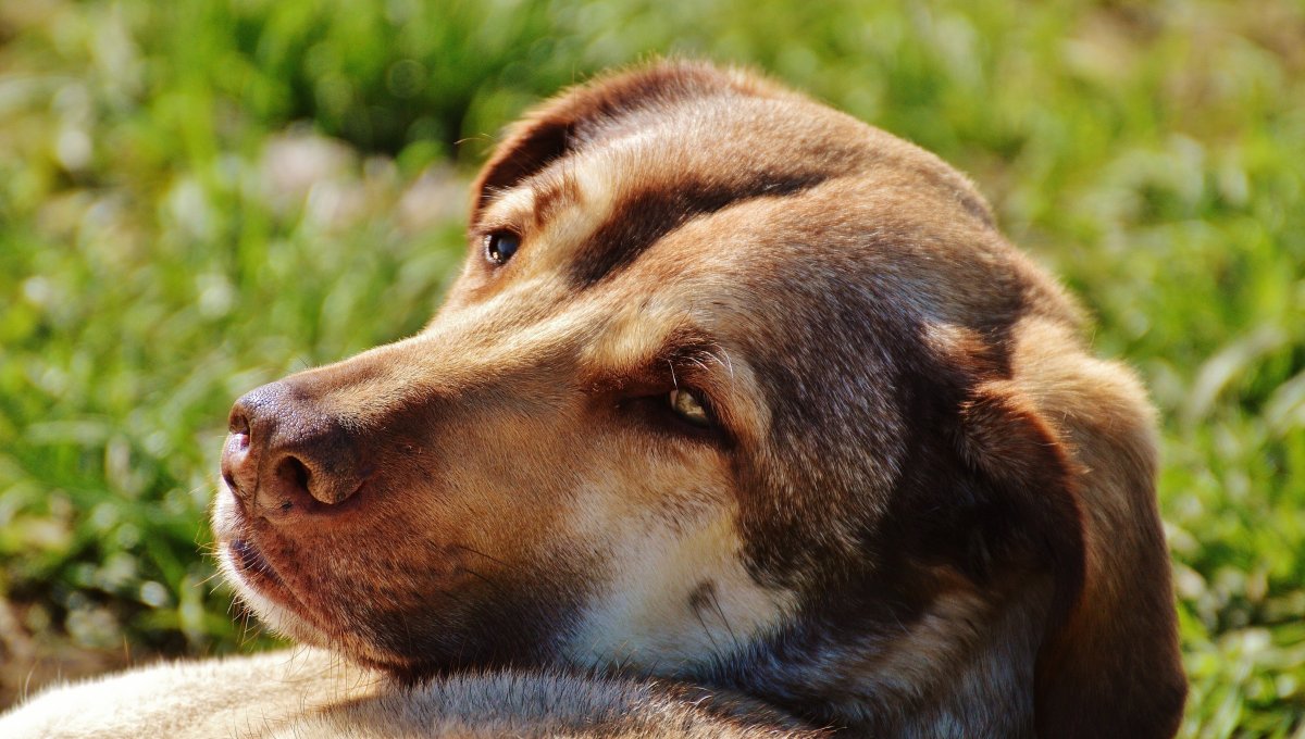 Морда собаки