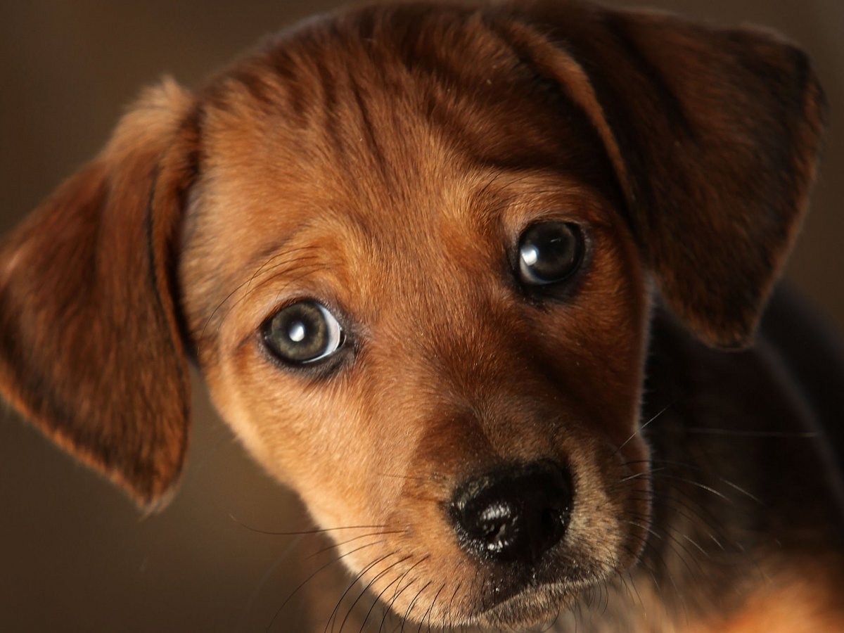 Милые мордашки животных