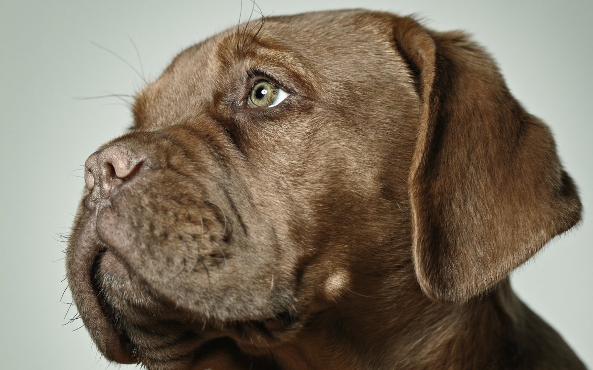 Морда собаки
