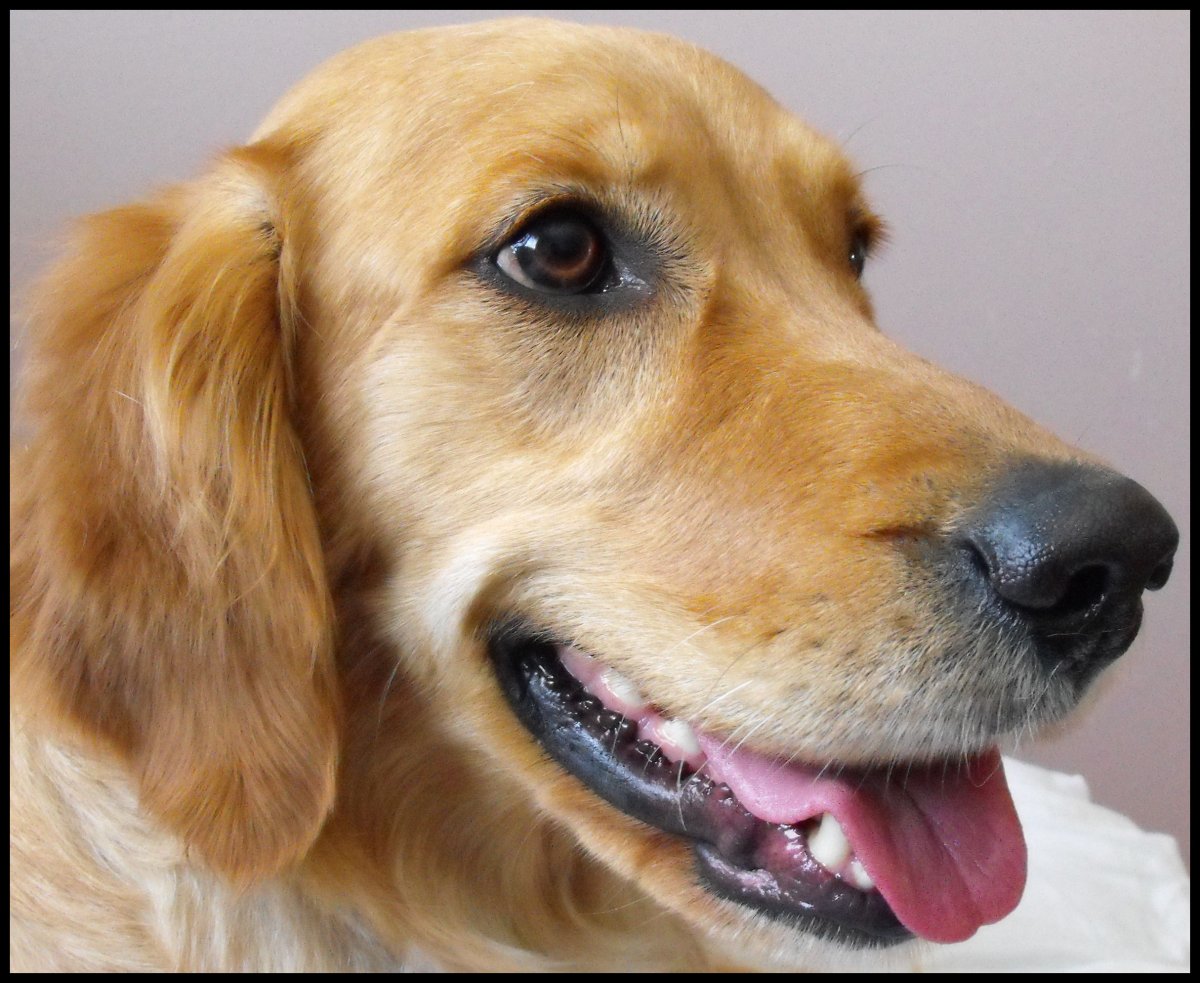 Золотистый ретривер и дворняга