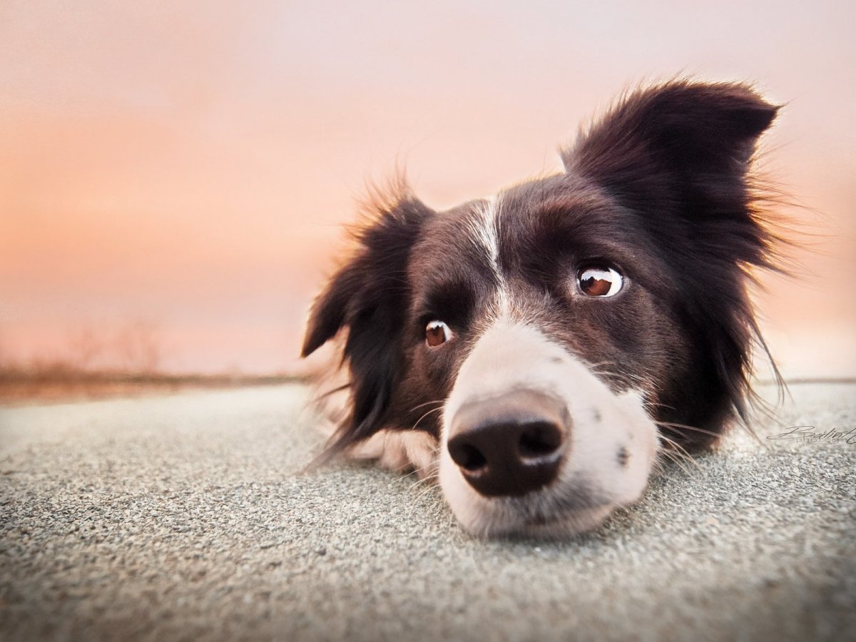 Бордер колли Зои