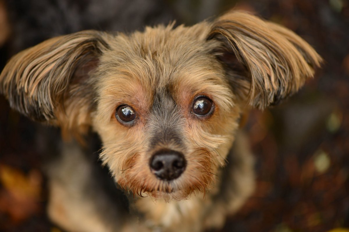 Милые дворняжки собаки