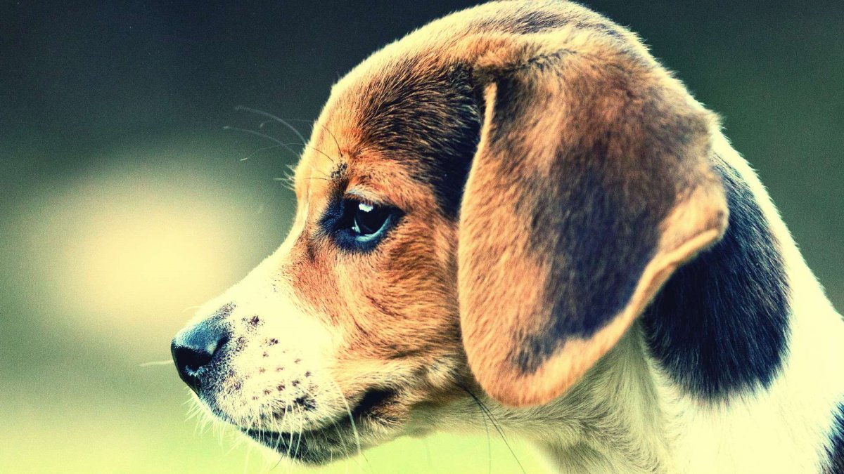 Бигль щенок милые