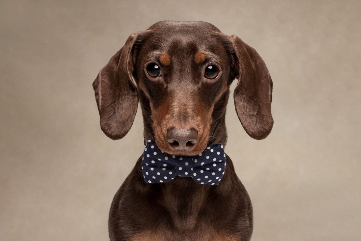 Лицо собаки