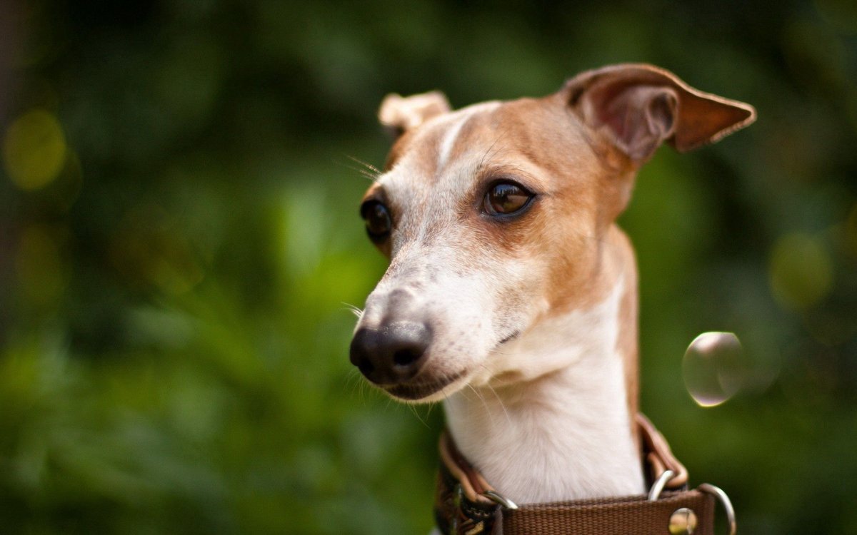 Левретка собака улыбака