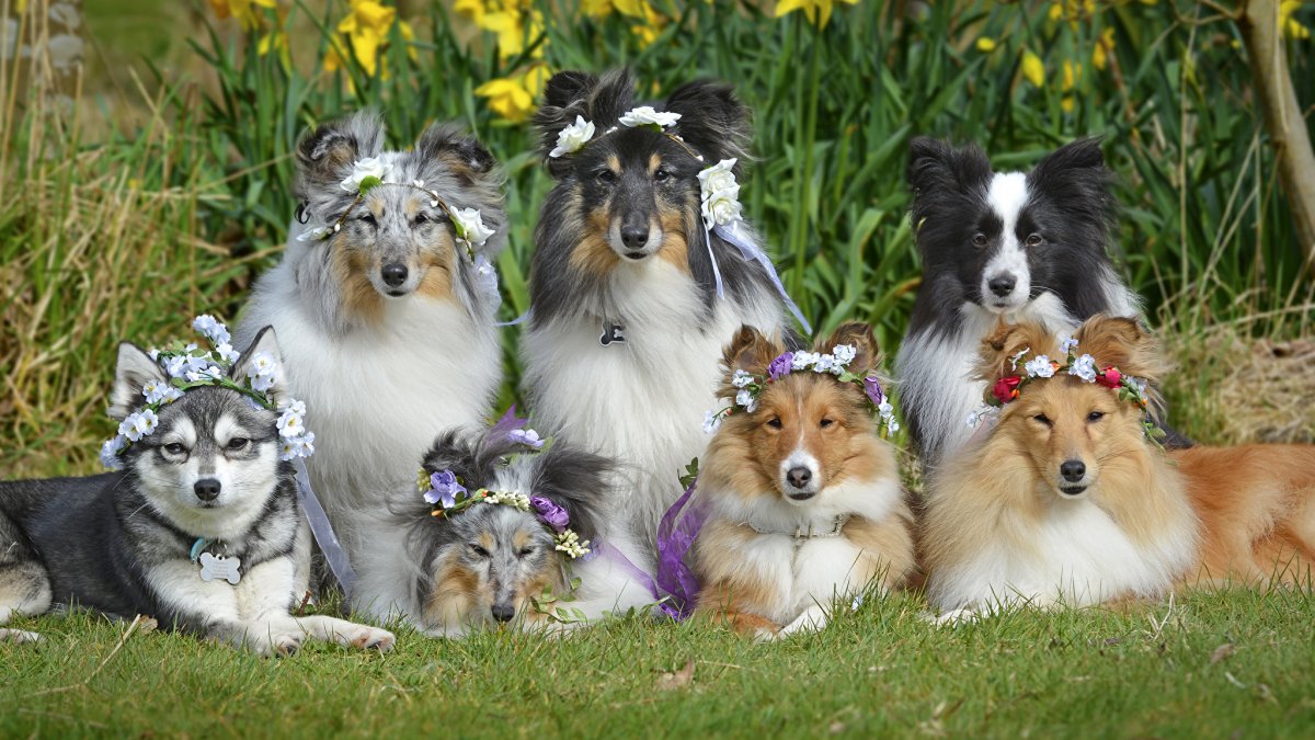 Бордер колли и шелти