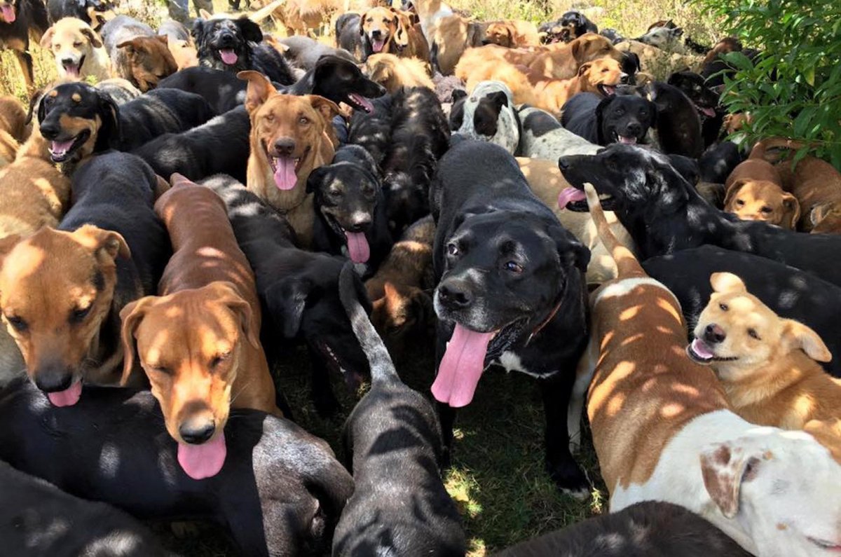 Приют «Страна бродячих собак» («territorio de Zaguates») в Коста-Рике