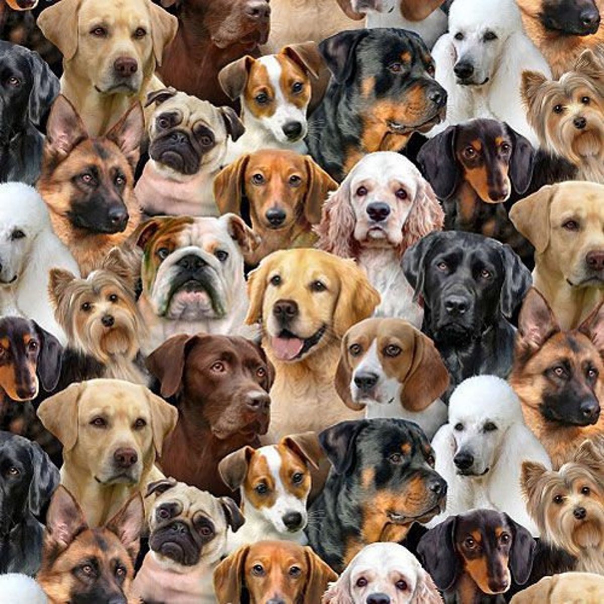 Много много собак