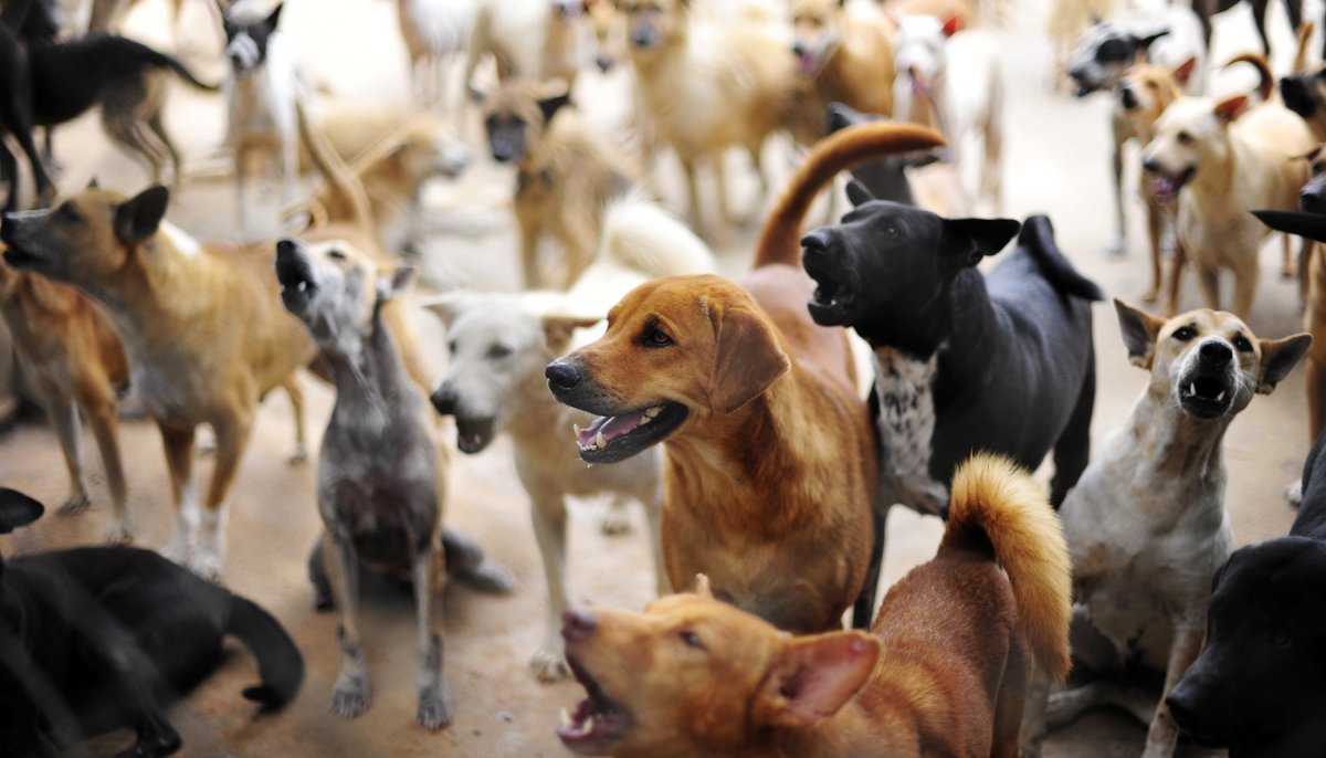 Человек и много собак