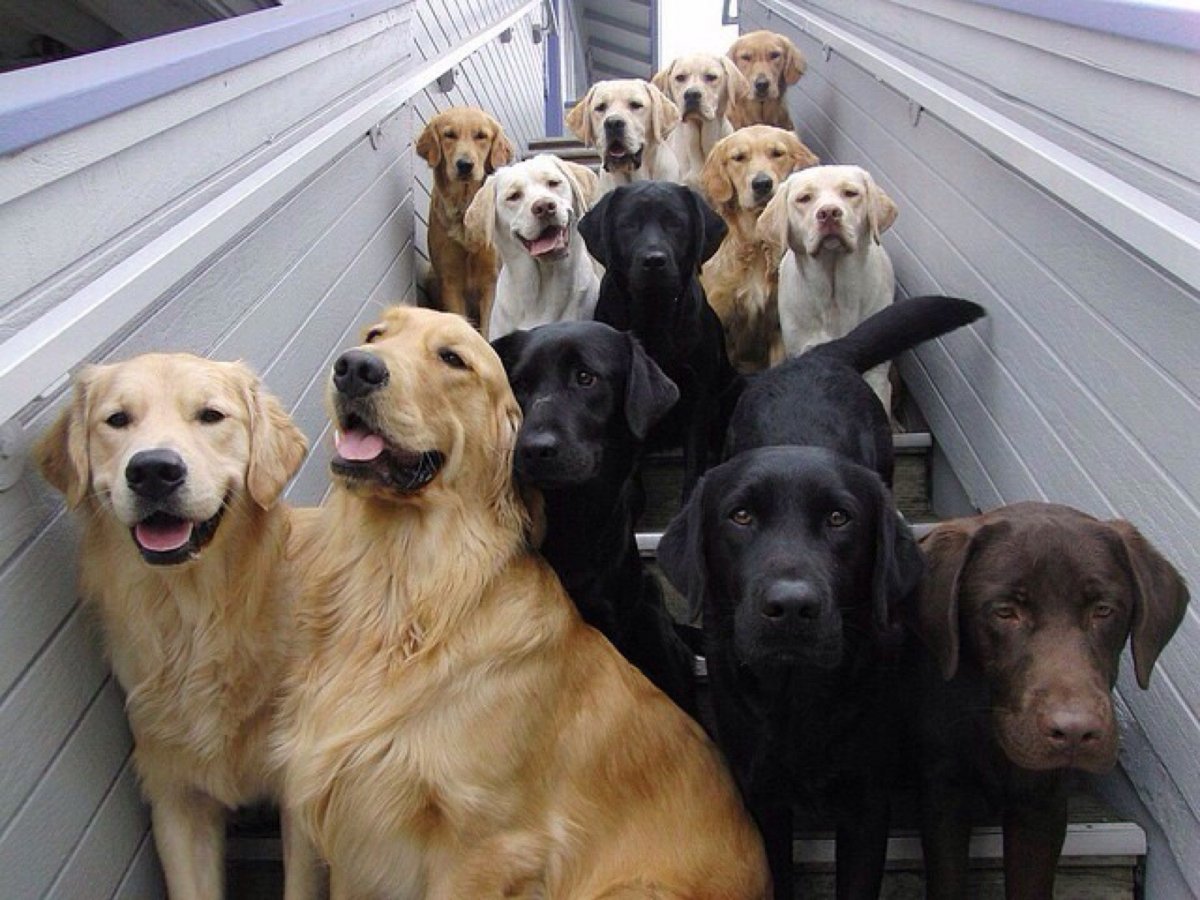 Смешные лабрадоры