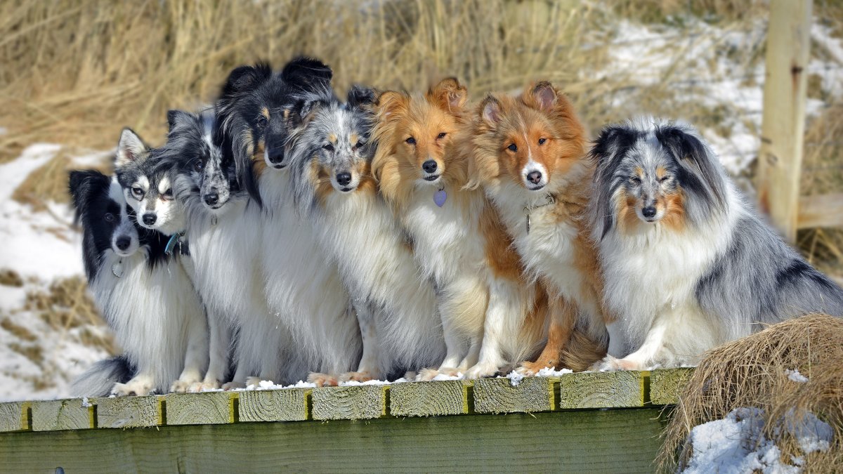 Шотландская овчарка (колли)