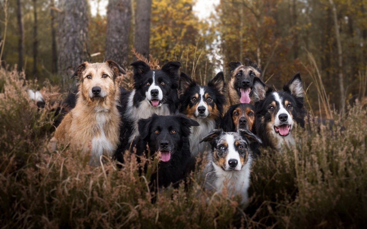 Много собак