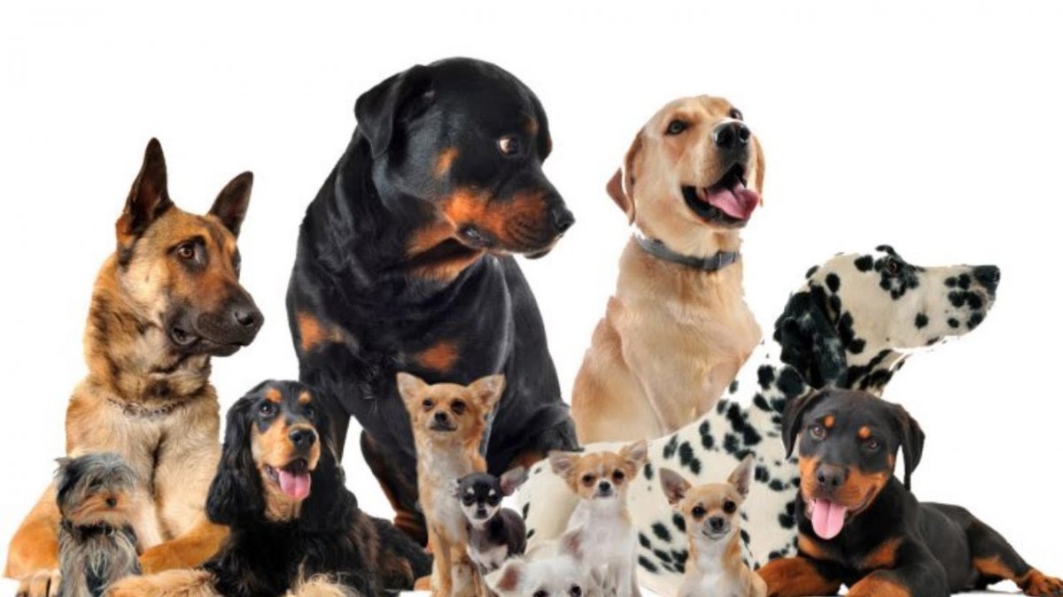 Много щенков