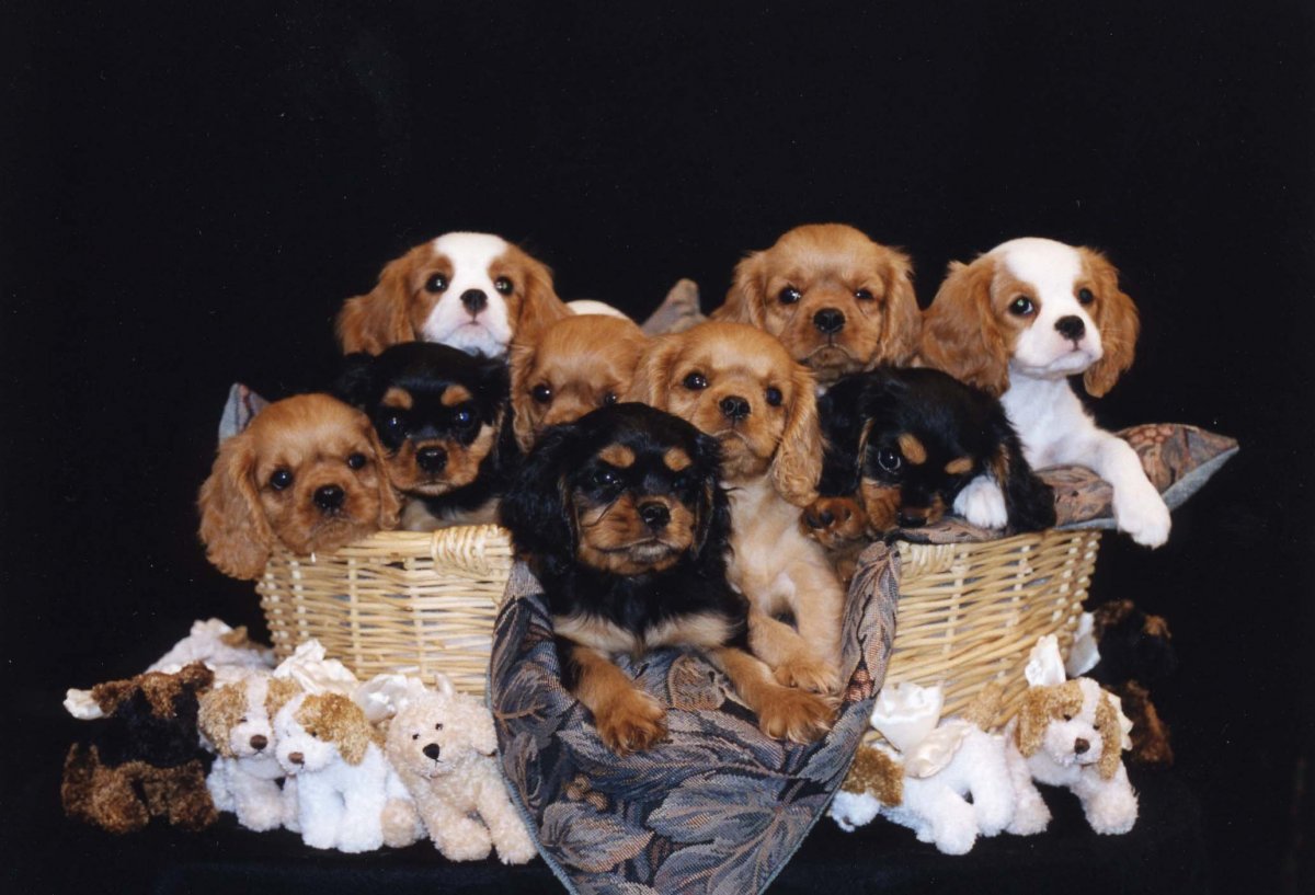 Много щеночков