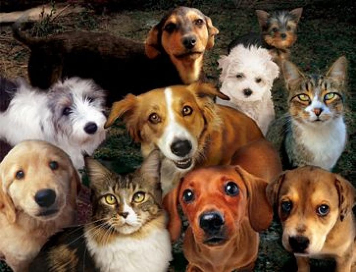 Куча кошек и собак