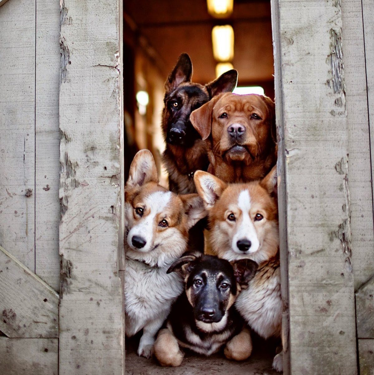 Бездомные животные