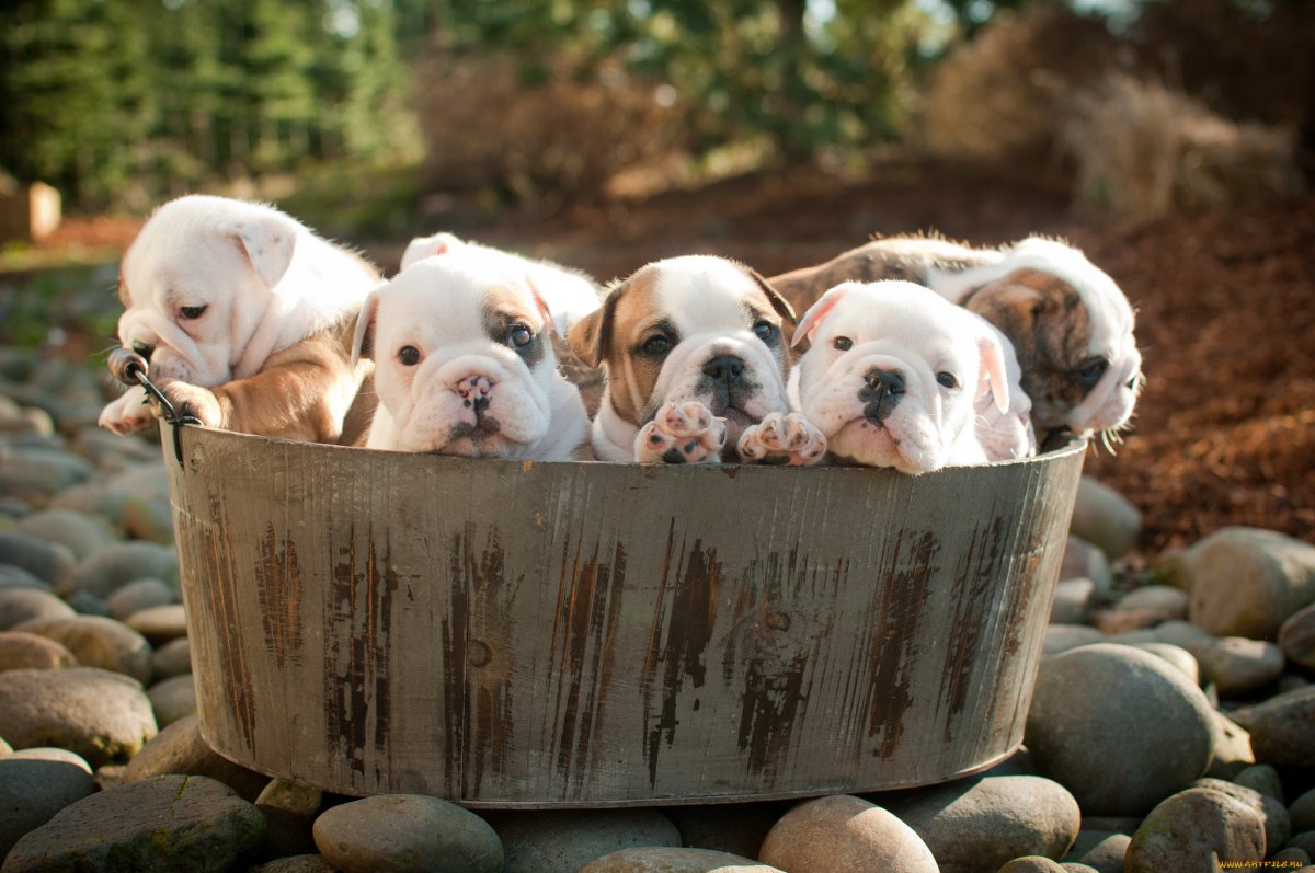 Много щенков