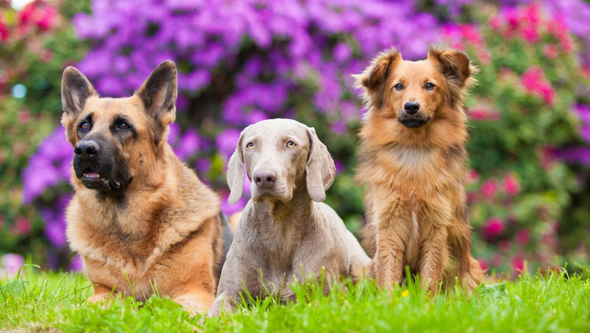 Собачки цветные