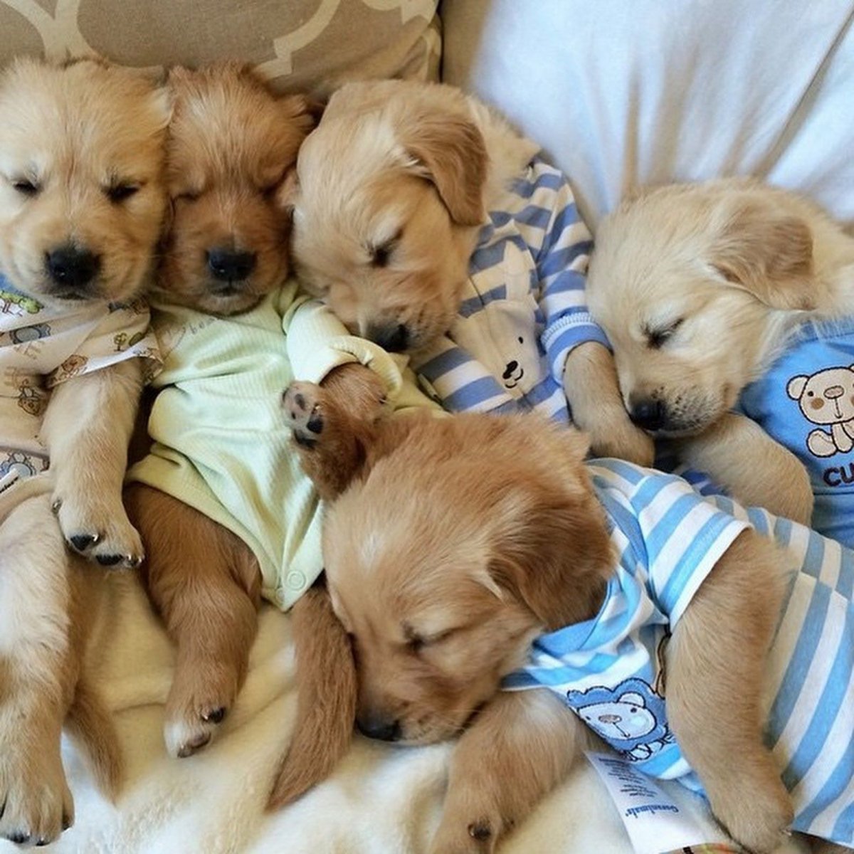 Маленькие милые щенки