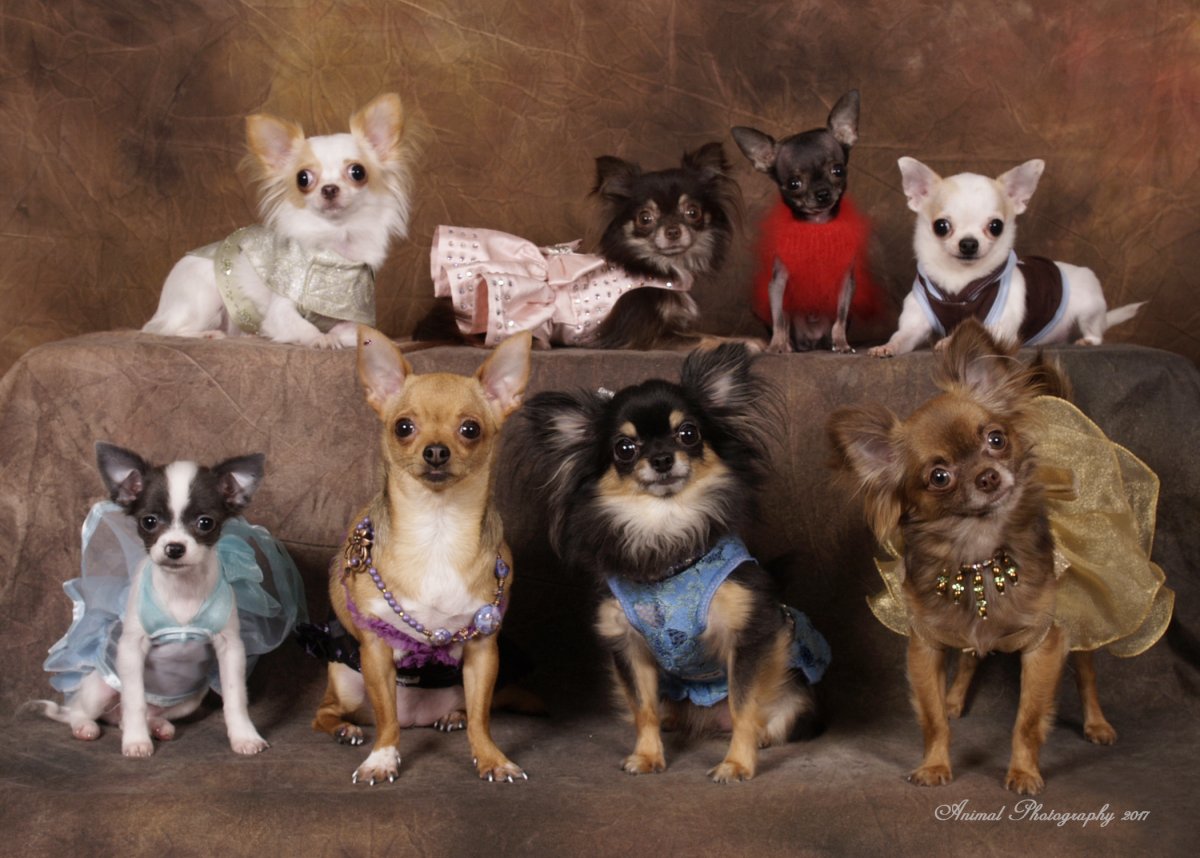 Гламурные животные