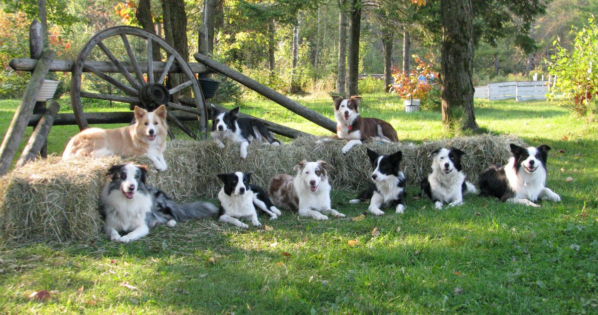 Бордер колли щенки много