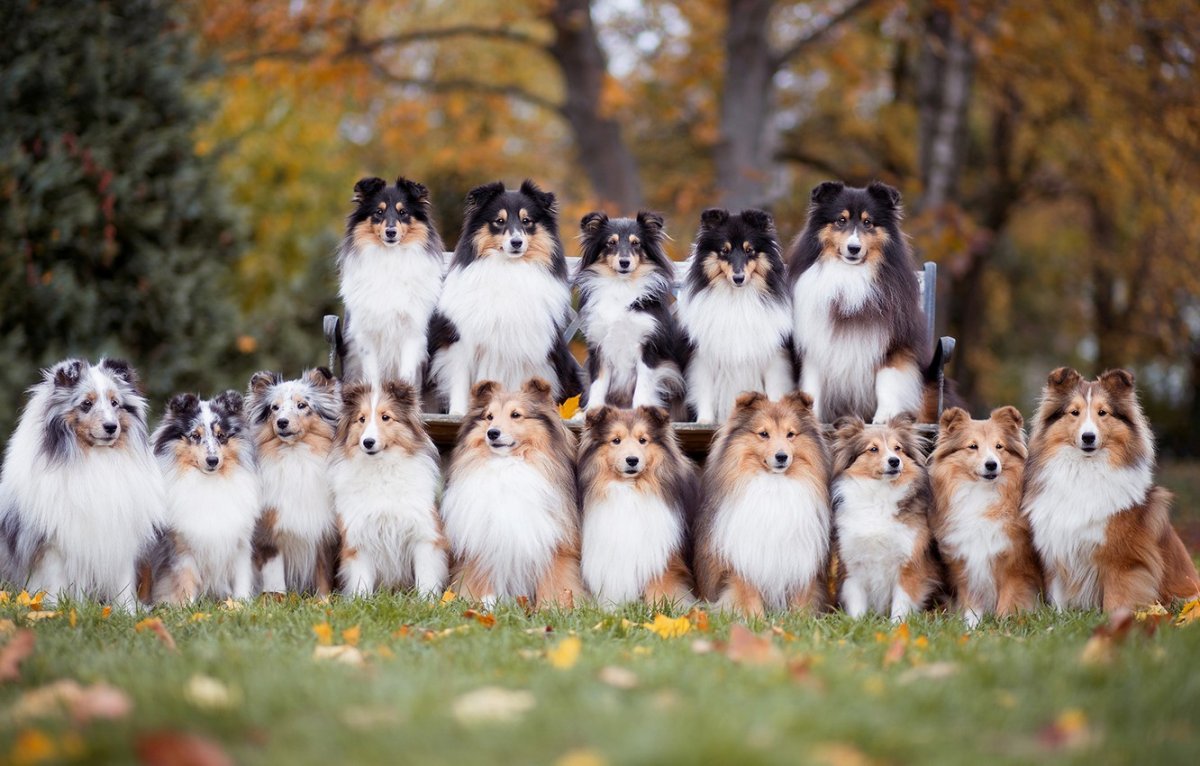 Много разных собак