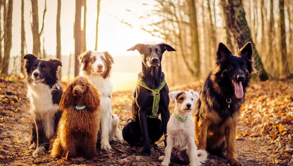 Много собак на одном фоне