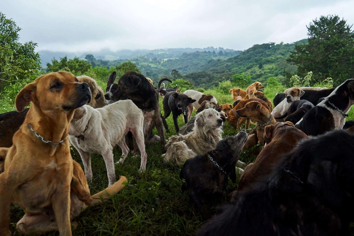 Коста Рика земля бродячих собак