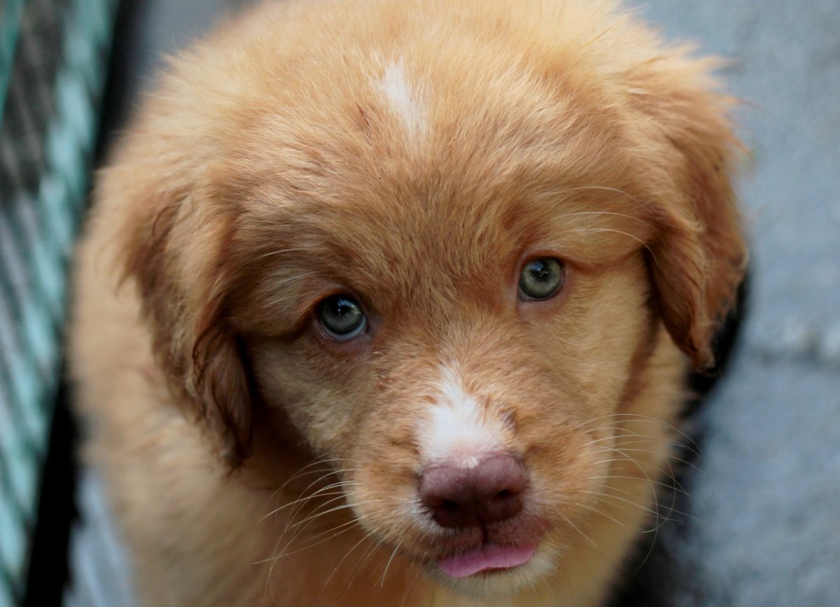 Толлер кусается