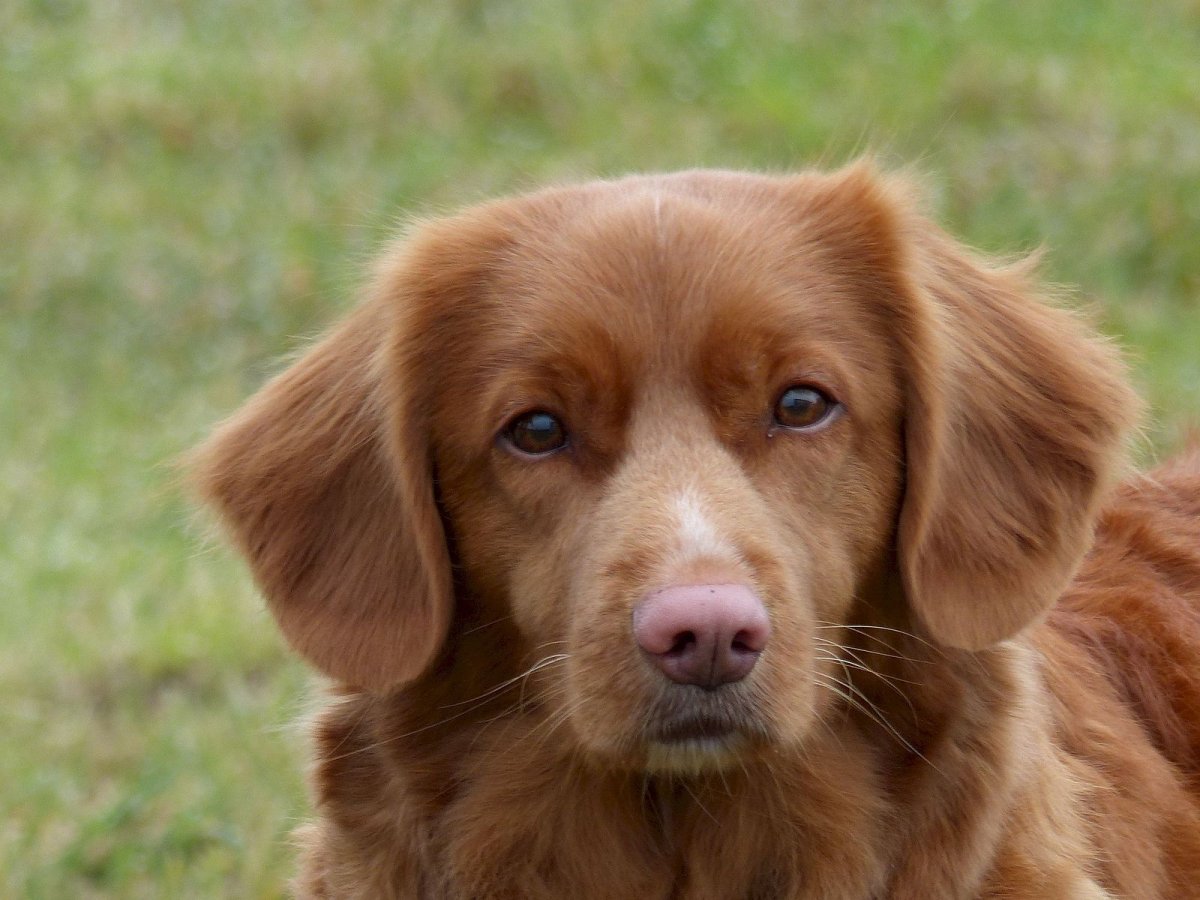 Новошотландский ретривер жирный