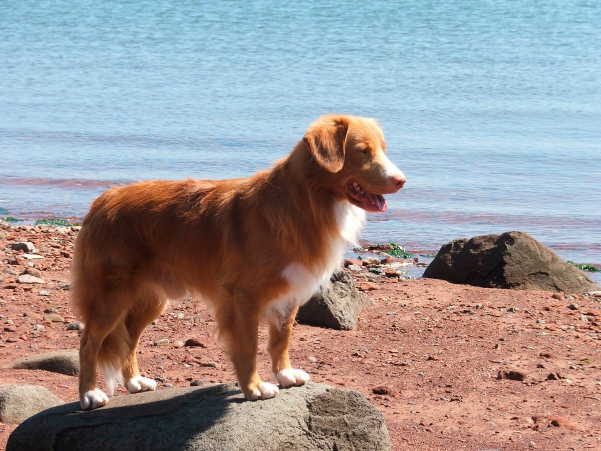 Толлер черный