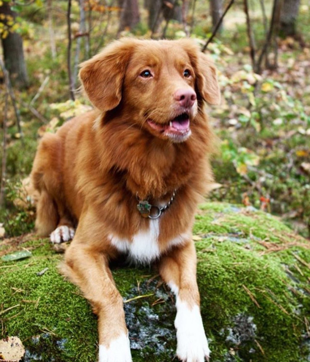 Новошотландский ретривер