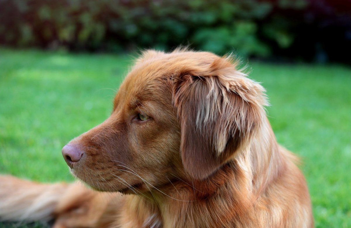 Толлер ретривер