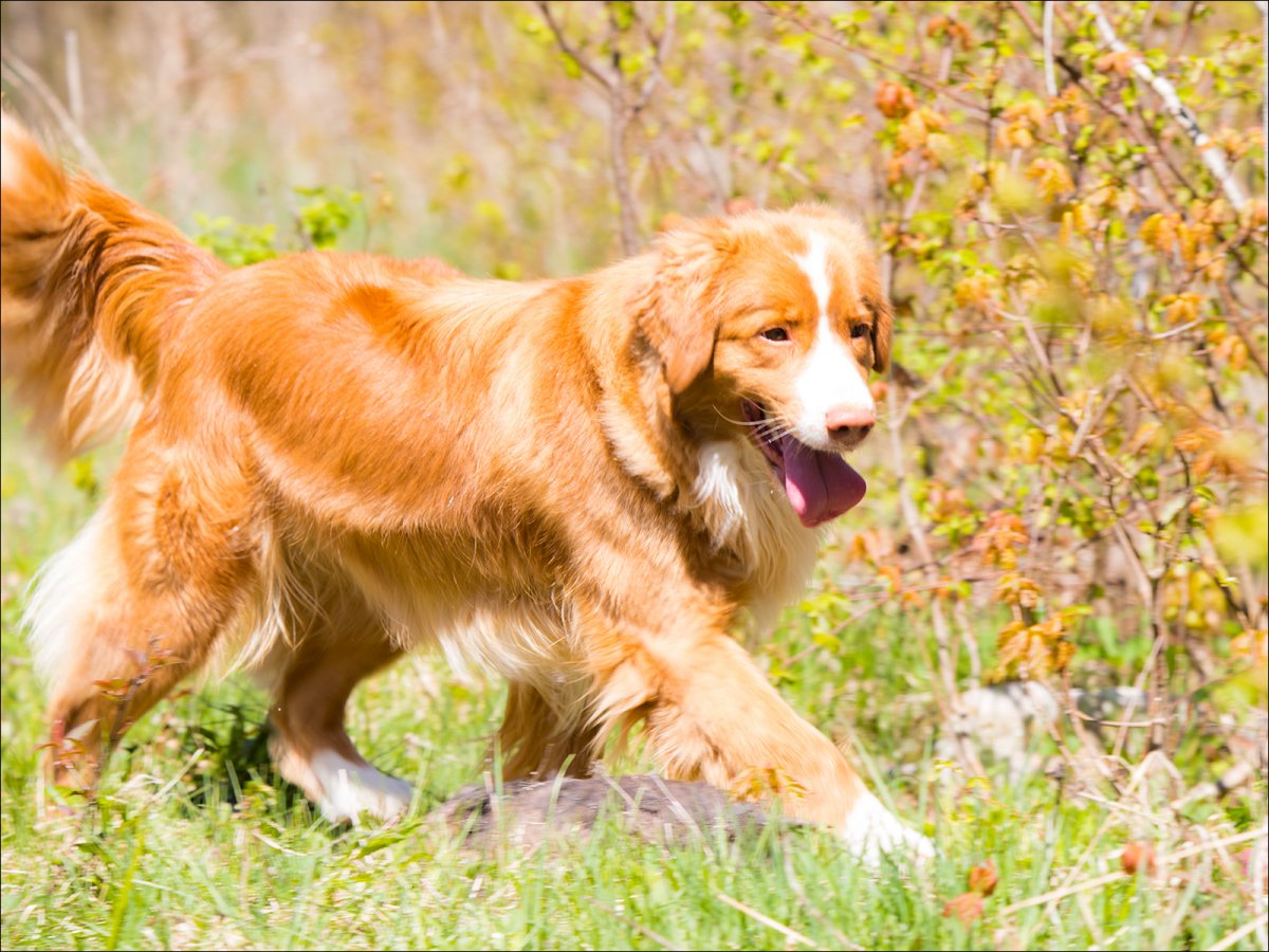 Австралийская овчарка пастух