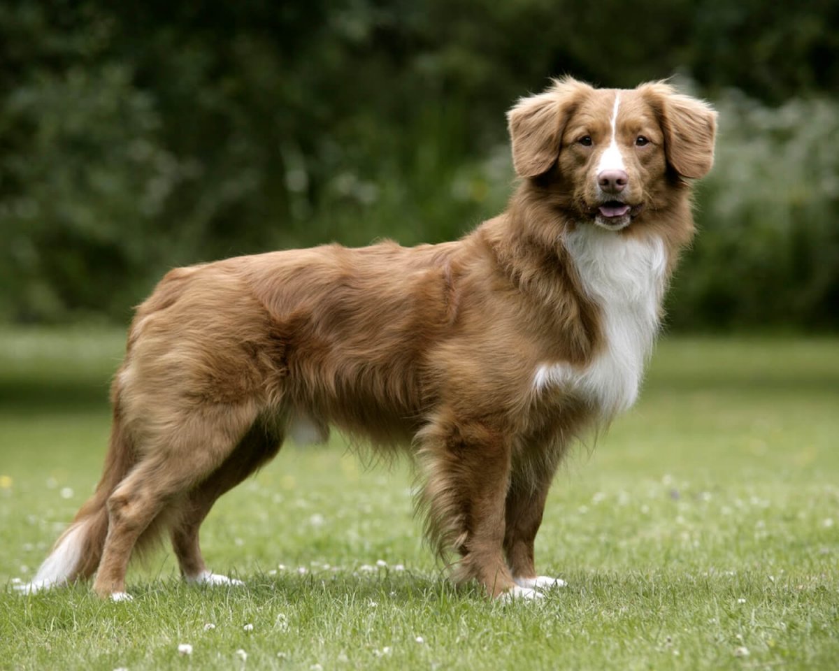 Новошотландский ретривер толлер