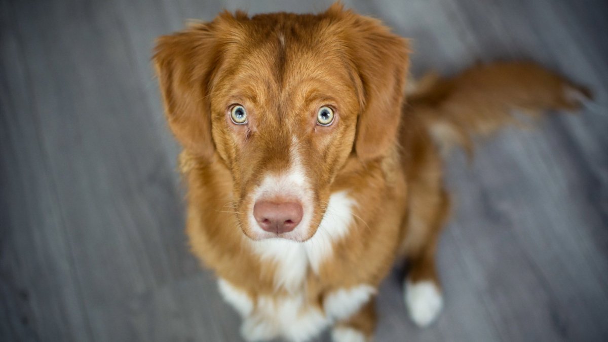 Толлер порода собак