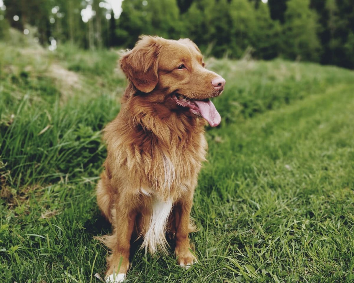 Ново шатланский ретривер